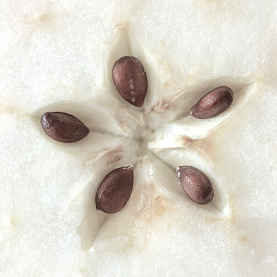 Seed Creamer | 2 fl oz | Greystone/Snow White