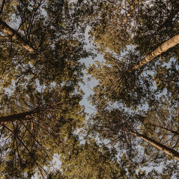 Stillness Plate | 6.5" | Greystone/Clear Sky