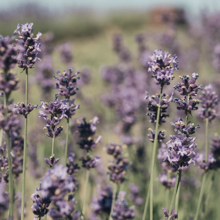 Stillness Plate | 8.5" | Greystone/Lavender