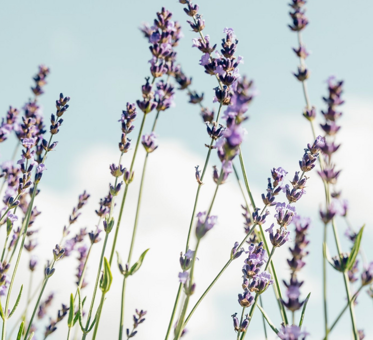 Ramekin | 3.5" x 2" | Greystone/Lavender