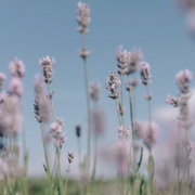 Canister w/ Bark Top | 4.5" x 4.5" | Greystone/Lavender