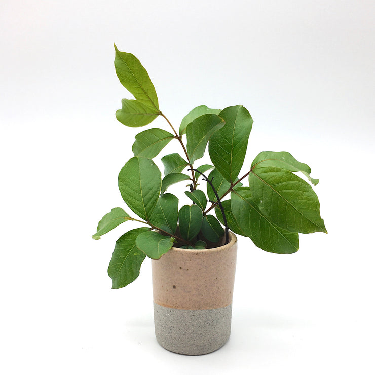 Tumbler | 2 fl oz | Greystone/English Rose